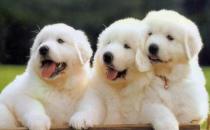 老人養狗好嗎？適合老人養的類型