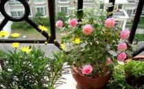 室內養花3宜3忌要切記