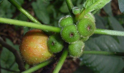 五指毛桃有哪些營養(yǎng)和功效