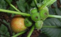 五指毛桃有哪些營養和功效