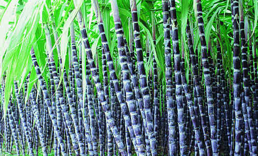 切記!甘蔗不能和這些東西一起吃