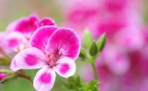 居家室內植物的功效