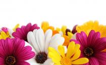 這樣擺放鮮花能增添客廳的風(fēng)水哦！