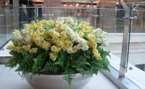 什么花卉最適合在室內養？