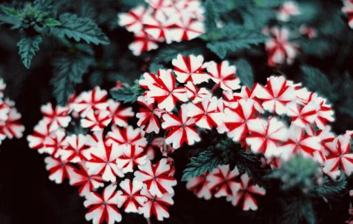 用花卉點(diǎn)綴你的家 讓家里更溫馨