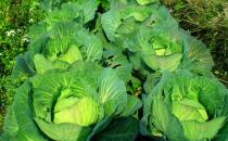 吃什么可以去肝毒