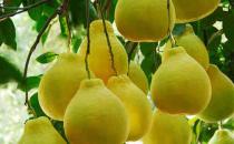 立秋吃什么水果養肝護肝