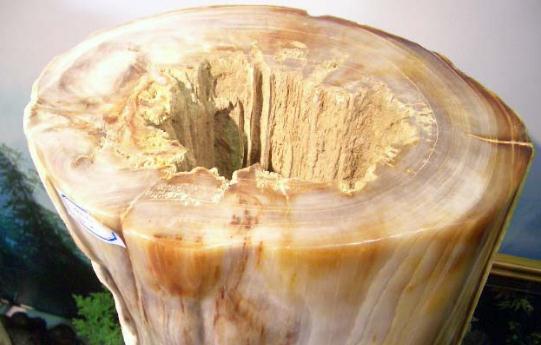 樹化玉有哪些價值?