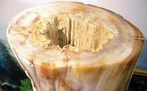 樹化玉有哪些價值？