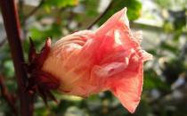 洛神花可以怎么做？