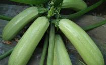 西葫蘆的食譜大全