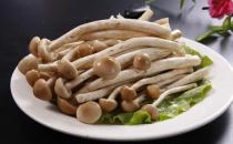 杏鮑菇的做法大全 杏鮑菇的營養