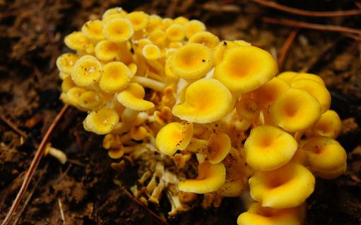 榆黃蘑有哪些做法？榆黃蘑的功效