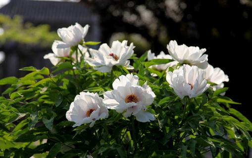 白牡丹的功效 飲用白牡丹的注意事項(xiàng)