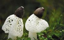 竹蓀有哪些做法？竹蓀食譜大全