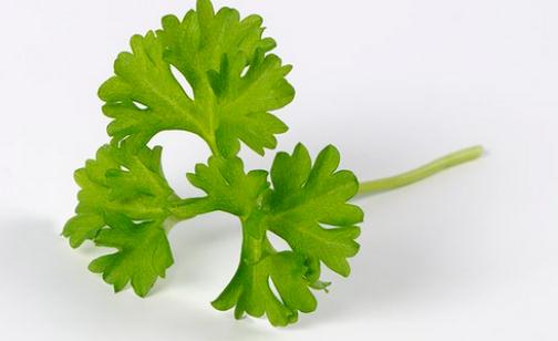 歐芹的簡介 歐芹怎么做?