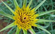 婆羅門參是什么？婆羅門參怎么吃？