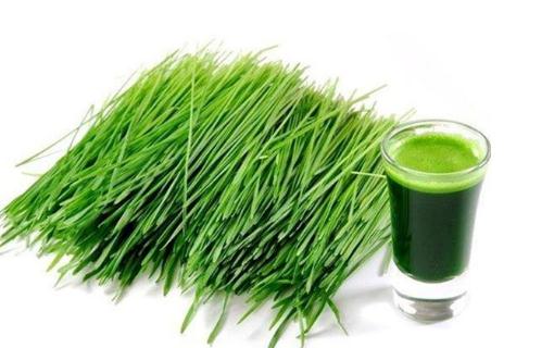 麥苗能抗癌和治療疾病嗎?