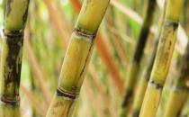 危險！霉變甘蔗不能吃！