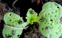 蕪菁甘藍的做法 蕪菁甘藍的功效