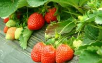 草莓農藥殘留超標如何吃草莓？