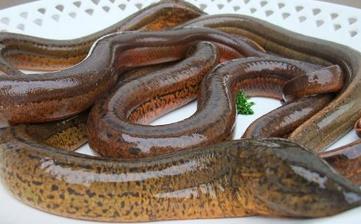 【鱔魚】_鱔魚的營養價值,鱔魚怎么做好吃,鱔魚的做法大全 【鱔魚】_鱔魚的營養價值,鱔魚怎么做好吃,鱔魚的做法大全