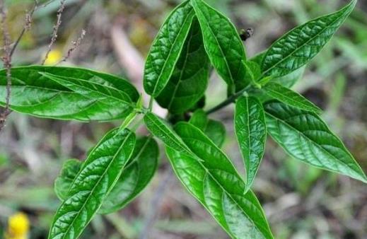 吃野菜要注意哪些事項?