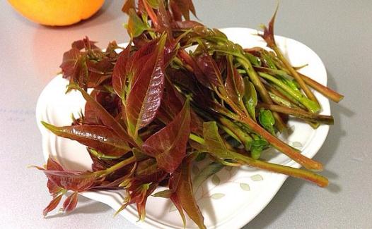 如何保存香椿?香椿的保存方法