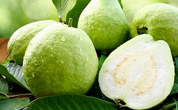 【番石榴】_番石榴的功效與作用,番石榴上火嗎,番石榴怎么吃 【番石榴】_番石榴的功效與作用,番石榴上火嗎,番石榴怎么吃