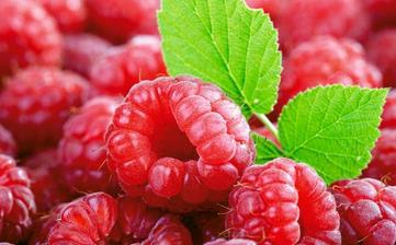 【覆盆子】_覆盆子的功效與作用,覆盆子是什么,覆盆子怎么吃 【覆盆子】_覆盆子的功效與作用,覆盆子是什么,覆盆子怎么吃