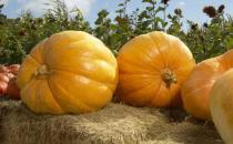 吃南瓜排毒又養胃