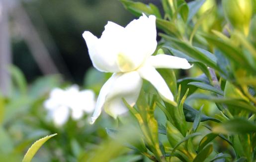 梔子花可入藥 涼拌梔子花的做法