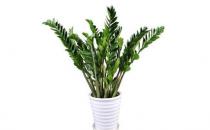 金錢樹可以養在室內嗎？