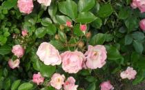 如何養(yǎng)殖山茶花？