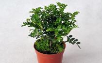 清香木可以放在室內養嗎？