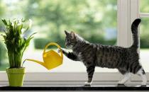 過期牛奶澆花的可行性和注意事項