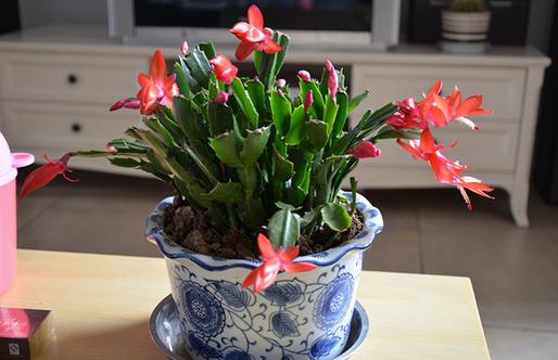 蟹爪蘭什么時候澆水？蟹爪蘭怎么養？