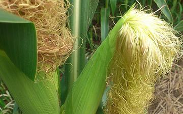 【玉米須】玉米須煮水_玉米須的功效與作用_玉米須茶孕婦能喝嗎 【玉米須】玉米須煮水_玉米須的功效與作用_玉米須茶孕婦能喝嗎