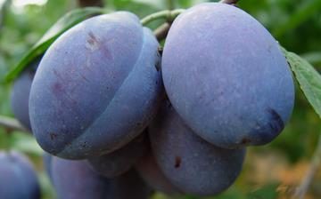 【西梅】西梅的功效與作用_吃西梅上火嗎_西梅怎么吃_西梅是什么 【西梅】西梅的功效與作用_吃西梅上火嗎_西梅怎么吃_西梅是什么