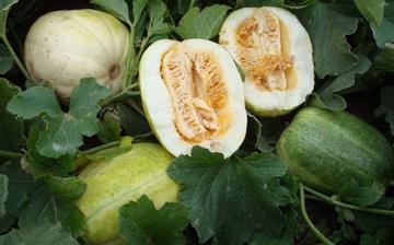 【甜瓜】甜瓜的功效與作用_甜瓜上火嗎_甜瓜怎么吃_孕婦能吃甜瓜嗎 【甜瓜】甜瓜的功效與作用_甜瓜上火嗎_甜瓜怎么吃_孕婦能吃甜瓜嗎