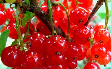 【醋栗】醋栗的功效與作用_醋栗上火嗎_醋栗怎么吃_醋栗是什么