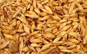 【麥芽】麥芽的功效與作用_麥芽上火嗎_麥芽怎么吃_麥芽是什么 【麥芽】麥芽的功效與作用_麥芽上火嗎_麥芽怎么吃_麥芽是什么