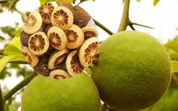 【枳殼】枳殼的功效與作用_枳殼上火嗎_枳殼怎么吃_枳殼是什么 【枳殼】枳殼的功效與作用_枳殼上火嗎_枳殼怎么吃_枳殼是什么