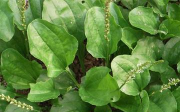 【車前草】車前草的功效與作用及食用方法_車前草怎么吃_車前草泡水喝的禁忌 【車前草】車前草的功效與作用及食用方法_車前草怎么吃_車前草泡水喝的禁忌