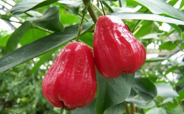 【蓮霧】蓮霧的功效與作用_蓮霧上火嗎_蓮霧怎么吃_蓮霧是什么 【蓮霧】蓮霧的功效與作用_蓮霧上火嗎_蓮霧怎么吃_蓮霧是什么