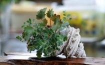 家庭養(yǎng)花需要注意哪些事項(xiàng)？