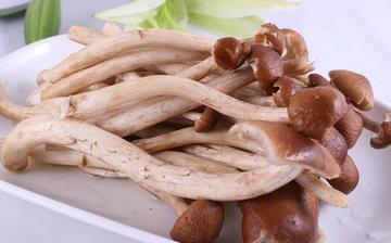 【茶樹菇】茶樹菇的營養(yǎng)價(jià)值_茶樹菇怎么做好吃_茶樹菇的做法大全 【茶樹菇】茶樹菇的營養(yǎng)價(jià)值_茶樹菇怎么做好吃_茶樹菇的做法大全