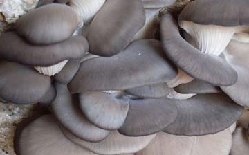 【平菇】平菇的營養(yǎng)價(jià)值_平菇怎么做好吃_平菇的做法大全 【平菇】平菇的營養(yǎng)價(jià)值_平菇怎么做好吃_平菇的做法大全