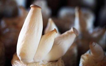 【杏鮑菇】杏鮑菇的營養價值_杏鮑菇怎么做好吃_杏鮑菇的做法大全 【杏鮑菇】杏鮑菇的營養價值_杏鮑菇怎么做好吃_杏鮑菇的做法大全