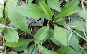 【馬蘭頭】馬蘭頭的功效與作用營養價值_馬蘭頭怎么做好吃_馬蘭頭的做法大全 【馬蘭頭】馬蘭頭的功效與作用營養價值_馬蘭頭怎么做好吃_馬蘭頭的做法大全